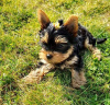 Photo №1. yorkshire terrier - for sale in the city of Bielefeld | 280$ | Announcement № 119347