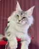 Photo №2 to announcement № 98342 for the sale of maine coon - buy in Germany private announcement, from nursery, from the shelter, breeder