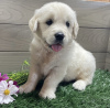 Photo №1. golden retriever - for sale in the city of New York | 700$ | Announcement № 103375