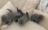 Photo №2 to announcement № 120887 for the sale of scottish fold - buy in France 