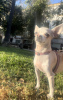 Photo №3. Looking for a macho chihuahua in Spain. Announcement № 40096