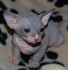 Photo №1. sphynx cat - for sale in the city of Berlin | 150$ | Announcement № 97590