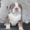 Photo №1. american bully - for sale in the city of Stockholm | 814$ | Announcement № 105811
