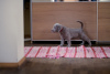 Photo №2 to announcement № 11688 for the sale of weimaraner - buy in Lithuania private announcement