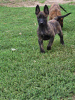 Photo №3. Dutch Shepherd puppies. Serbia