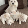 Photo №2 to announcement № 44781 for the sale of maltese dog - buy in Germany 