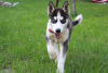 Photo №2 to announcement № 70021 for the sale of siberian husky - buy in Poland breeder