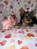 Photo №3. Pure Yorkshire Terrier. Germany