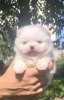 Photo №2 to announcement № 7536 for the sale of pomeranian - buy in Belarus breeder