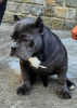 Photo №4. I will sell american bully in the city of Нови Сад.  - price - negotiated