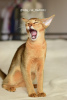 Additional photos: Abyssinian kitten-girl from the cattery with documents