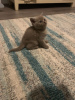 Photo №4. I will sell british shorthair in the city of Fijnaart. private announcement, breeder - price - 317$