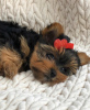 Photo №1. yorkshire terrier - for sale in the city of Gothenburg | negotiated | Announcement № 97357