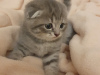 Photo №1. scottish fold - for sale in the city of Москва | 70$ | Announcement № 10796