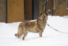 Photo №2 to announcement № 91908 for the sale of non-pedigree dogs - buy in Russian Federation private announcement