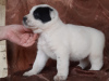 Photo №4. I will sell central asian shepherd dog in the city of Tambov. breeder - price - 207$