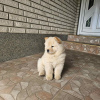 Photo №2 to announcement № 110766 for the sale of chow chow - buy in Serbia private announcement