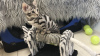 Photo №3. Pedigree Bengal Kittens available now. Germany