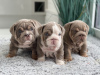 Additional photos: Beautiful English bulldog puppies