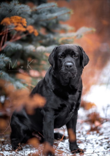 Photo №4. I will sell labrador retriever in the city of Kirov. breeder - price - 669$