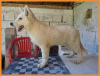 Additional photos: Swiss White Shepherd puppies