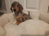 Additional photos: 2 female mini dachshunds