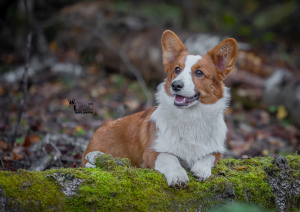 Photo №4. I will sell welsh corgi in the city of Korolev. breeder - price - 814$