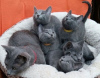 Photo №1. russian blue - for sale in the city of Warsaw | 264$ | Announcement № 117799