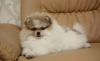 Photo №2 to announcement № 7629 for the sale of pomeranian - buy in Ukraine from nursery