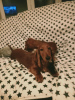 Photo №2 to announcement № 81235 for the sale of dachshund - buy in Poland breeder