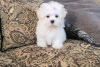 Photo №2 to announcement № 94180 for the sale of maltese dog - buy in Canada private announcement, from the shelter