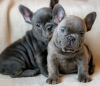 Photo №1. french bulldog - for sale in the city of Ljubljana | negotiated | Announcement № 54511