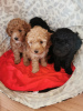 Additional photos: miniature poodle cute puppies