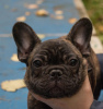 Additional photos: French Bulldog (RKF / FCI) - reverse brindle for show