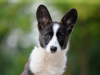 Photo №2 to announcement № 115973 for the sale of welsh corgi - buy in Hungary breeder