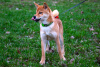 Photo №4. I will sell shiba inu in the city of Москва. from nursery, breeder - price - 616$