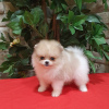 Photo №1. pomeranian - for sale in the city of Munich | negotiated | Announcement № 19640
