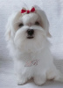 Photo №2 to announcement № 18116 for the sale of maltese dog - buy in Ukraine from nursery