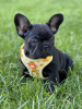 Photo №3. Adorable French bulldog puppies. Germany