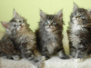 Photo №1. maine coon - for sale in the city of Nuremberg | 370$ | Announcement № 112425