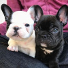 Photo №1. french bulldog - for sale in the city of Würzburg | 380$ | Announcement № 122994