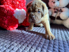 Photo №4. I will sell dogue de bordeaux in the city of Pskov. breeder - price - 521$
