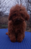 Photo №2 to announcement № 126675 for the sale of poodle (toy) - buy in Ukraine private announcement, from nursery, breeder