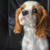 Photo №3. Gorgeous cavalier puppies. Norway