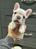 Photo №2 to announcement № 118268 for the sale of french bulldog - buy in Germany private announcement