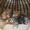 Photo №2 to announcement № 117279 for the sale of maine coon - buy in Switzerland private announcement