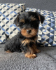 Photo №4. I will sell yorkshire terrier in the city of Berlin. private announcement - price - 3$