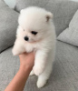 Photo №3. Mini Pomeranian Puppies For Sale. United States