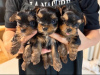 Photo №3. Yorkie for sale. United Kingdom