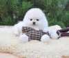 Photo №1. pomeranian - for sale in the city of Buffalo | 280$ | Announcement № 83573